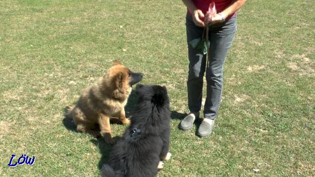 21.4.2018 - ECA-Treffen mit meiner Zwingerschwester Lilli